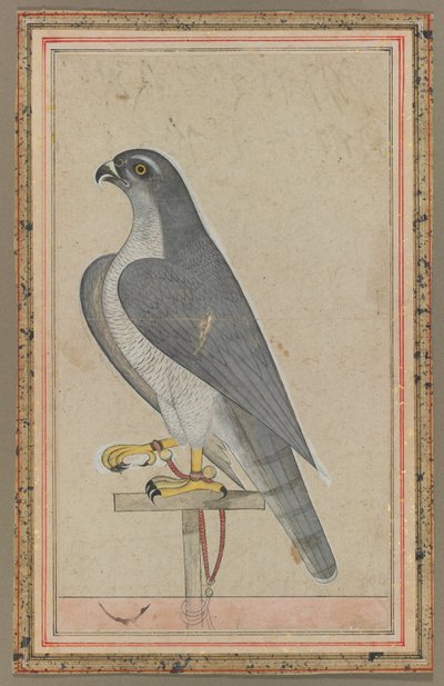 Falcon, ca. 1770 (dækkende akvarel på papir) af Indian School