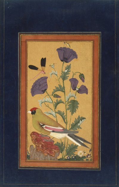 Finke, valmuer, guldsmede og bi, 1650-70 (ugennemsigtigt wc og guld på papir) af Indian School