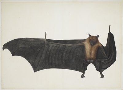 Great Indian Fruit Bat, ca. 1777-82 (blyant, blæk og akvarel på papir) af Indian School