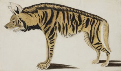 Hyæne, efter 1794 (ugennemsigtigt wc på papir) af Indian School