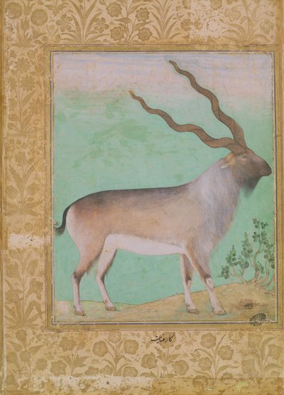 Ibex, Mughal af Indian School