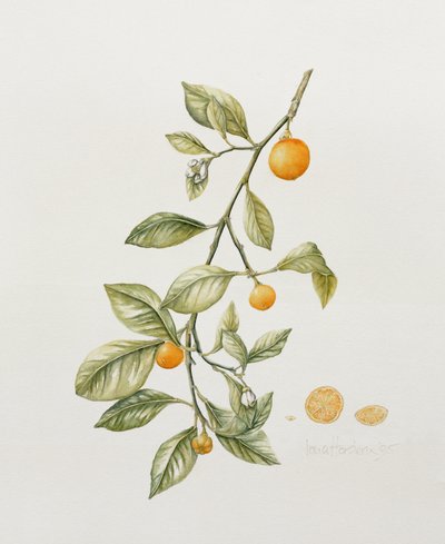 Ornamental Orange, 1995 (wc) af Iona Hordern