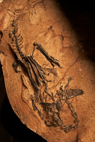 En tandløs Ceratosaur på Institute of Vertebrate Paleontology and Paleoanthropology i Xiaotangshan, det nordlige Beijing, Kina. af Ira Block