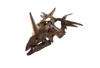 En original Styracosaurus på Canadian Museum of Nature. af Ira Block