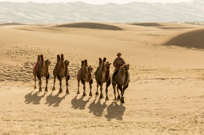 Karavane af baktriske kameler i den sydlige Gobi-ørken, Mongoliet, 2013 (foto) af Ira Block