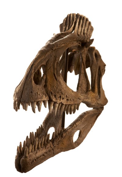 Cryolophosaurus afstøbt på Augustana College, Rock Island, Illinois. af Ira Block