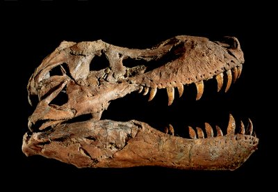 Fossilt kranium af Tyrannosaurus Rex "Sue.... af Ira Block