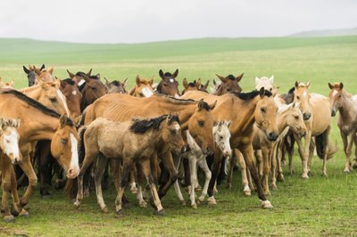 Lokal familie samler deres heste i Gun-Galuut naturreservat af Ira Block