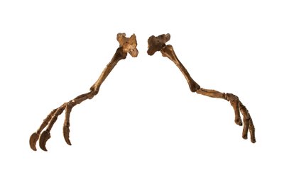 Den mongolske dinosaur Deinocheirus med sine gigantiske arme og kløer. af Ira Block