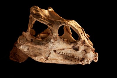 Yinlong Downsi skull på IVPP i Beijing, Kina. af Ira Block