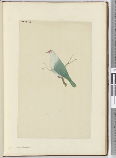 F.12 Due. Ny Kaledonien, 1772-75 (wc) af Isaac Smith