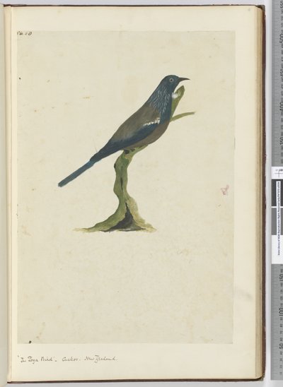 F.20 Poyafuglen, gøg. New Zealand, 1772-75 (wc) af Isaac Smith