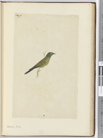 F.22 Spotfugl, 1772-75 (wc) af Isaac Smith