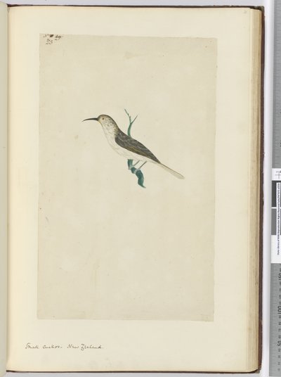 F.23 Lille gøg. New Zealand, 1772-75 (wc) af Isaac Smith