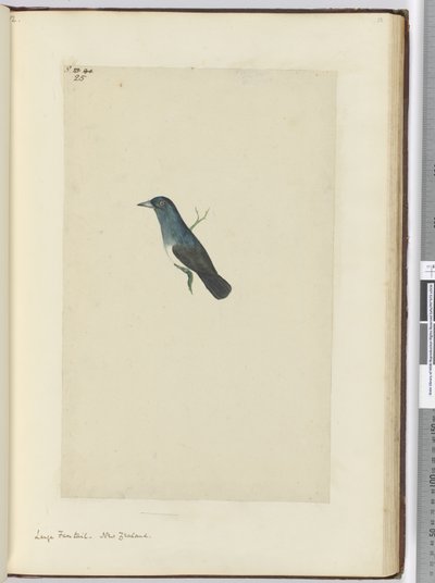 F.25 Stor viftehale. New Zealand, 1772-75 (wc) af Isaac Smith