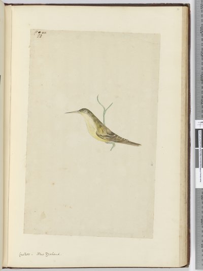 F.28 Gøg. New Zealand, 1772-75 (wc) af Isaac Smith