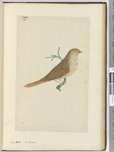 F.29 Groft næb. New Zealand, 1772-75 (wc) af Isaac Smith