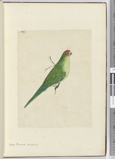 F.2 Grøn parket. New Zealand, 1772-75 (wc) af Isaac Smith