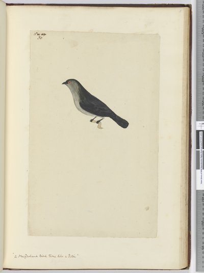 F.30 En newzealandsk fugl tam som en rødstrupe, 1772-75 (wc) af Isaac Smith