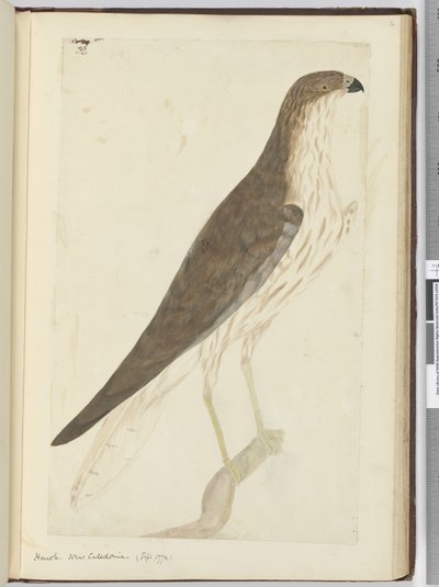 F.32 Høg. Ny Kaledonien. (sept. 1774), 1772-75 (wc) af Isaac Smith