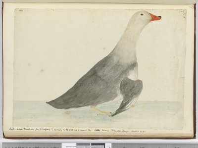 F.35 And kaldes Væddeløbshest for dens hurtighed til at løbe på vandet, men den kan ikke flyve. Staten Island Tierra del Fuego. Vejede 29 lbs, 1772-75 (wc) af Isaac Smith