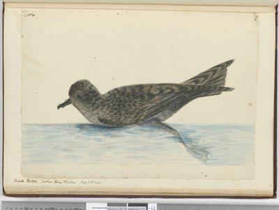 F.36 Sort pintado. Mor Careys kylling. Høj syd lat., 1772-75 (wc) af Isaac Smith