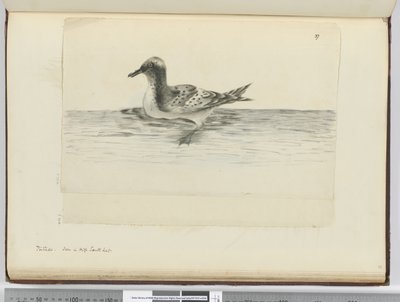 F.37a Pintado. Set i høj sydlat., 1772-75 (wc) af Isaac Smith
