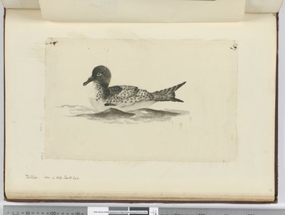 F.37b Pintado. Set i høj sydlat., 1772-75 (wc) af Isaac Smith