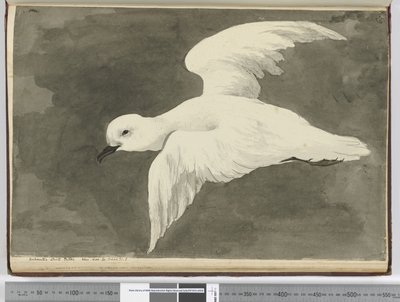 F.39 Antarktisk hvid stormsvale. Set lat. 60 til lat. 71 S., 1772-75 (wc) af Isaac Smith