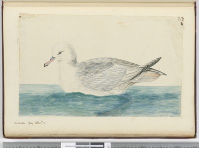 F.42 Antarktis grå albatros, 1772-75 (wc) af Isaac Smith