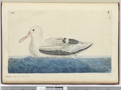 F.43 Albatros. Set på havet høj S. lat., 1772-75 (wc) af Isaac Smith