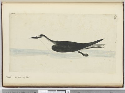 F.44 Noddy. Set på havet høj S. lat., 1772-75 (wc) af Isaac Smith