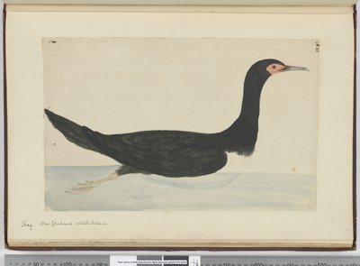 F.48 Shag. New Zealand og Staten Island, 1772-75 (wc) af Isaac Smith