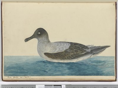 F.49 Lille albatros set i lat. 65 S., 1772-75 (wc) af Isaac Smith