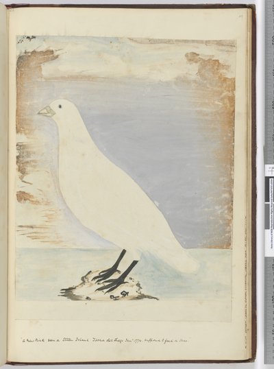 F.51 En ny fugl set på Staten Island Tierra del Fuego januar 1774. Formodes at fodre på kysten, 1772-75 (wc) af Isaac Smith