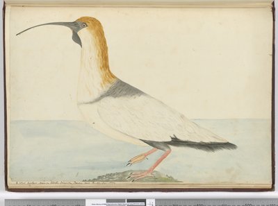 F.52 En ny krølle. Set på Staten Island Tierra del Fuego januar 1774, 1772-75 (wc) af Isaac Smith