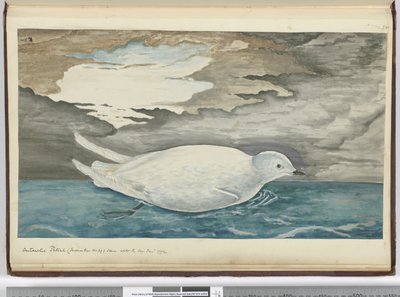 F.53 Antarktisk stormsvale (mindre end nr. 29) set med isen Jan. 1772, 1772-75 (wc) af Isaac Smith