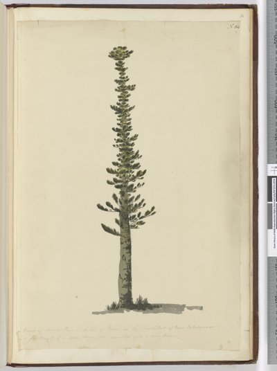 F.54 Slags granfyr på Isle of Pines i den sydlige ende af Ny Kaledonien og høj for master af meget stor art. Set sept. 1774..., 1772-75 (wc) af Isaac Smith