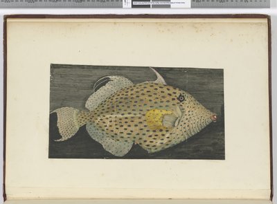 F.55 En fisk kaldet Old Wife of S. Jago, 1772-75 (wc) af Isaac Smith
