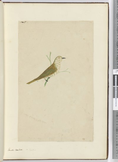 F.5 Lille gøg. New Zealand, 1772-75 (wc) af Isaac Smith