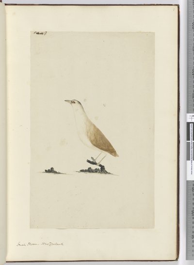 F.8 Småhøge. New Zealand, 1772-75 (wc) af Isaac Smith