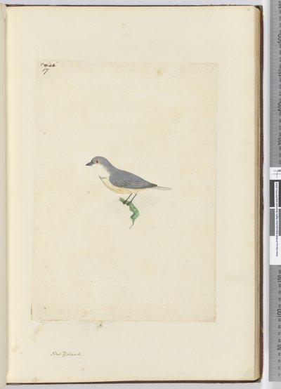 f.17 Uidentificeret New Zealand fugl, 1772-75 (wc) af Isaac Smith