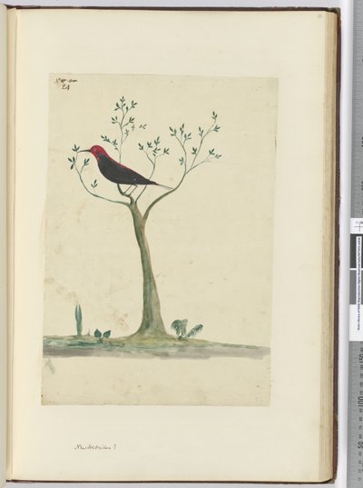 f.24 Nye Hebrider ?, 1772-75 (wc) af Isaac Smith