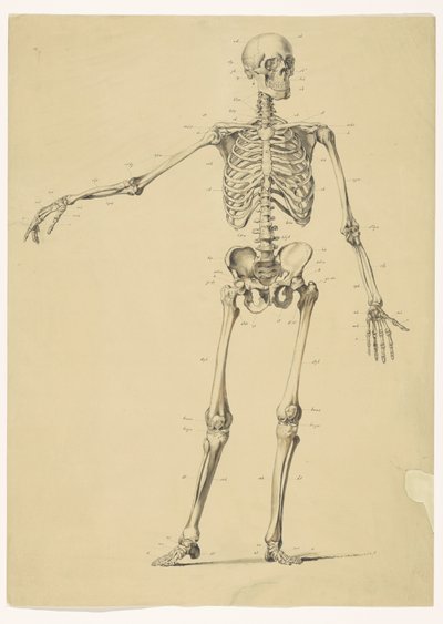 Menneskeskelet, med noter af Isaac Weissenbruch