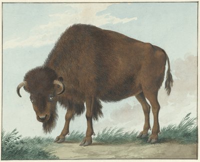 Bison af Isaac van Haastert