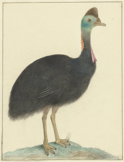 Kasuar af Isaac van Haastert