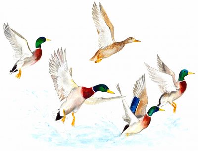Ænder i flugt af Isabelle Brent