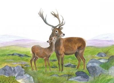 Hjort og ung hind af Isabelle Brent
