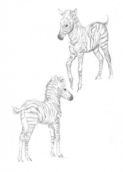 Zebraføl af Isabelle Brent