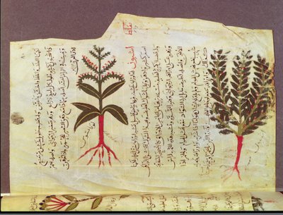 Ms. Arabe 4947 fol.84, Planter fra en afhandling af Dioscoride, 1200-tallet af Islamic School